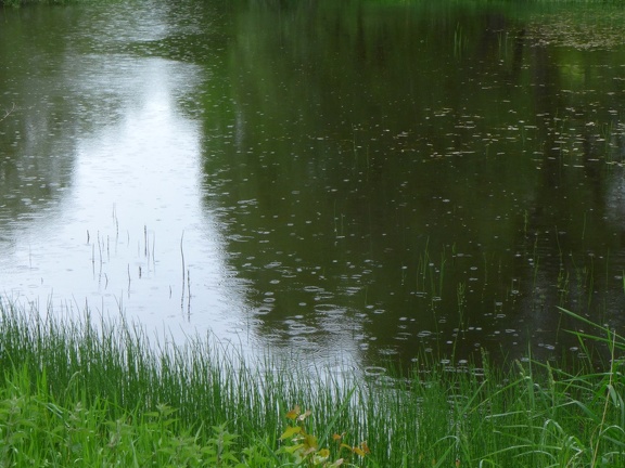 Light rain falling as we walk past the pond