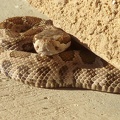 rattlesnake 01