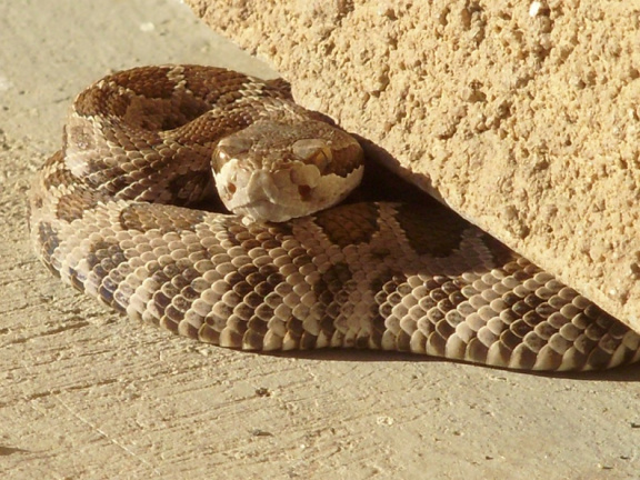 rattlesnake 01