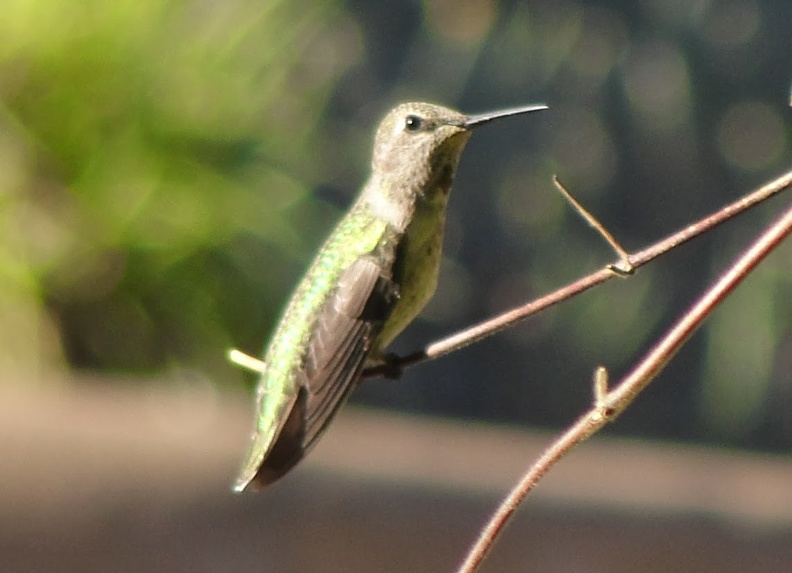 076) Hummingbird at rest.jpg
