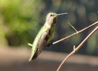 076) Hummingbird at rest