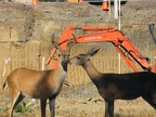 078) Deer at the Construction Site