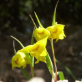 081) Yellow flowers