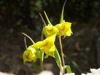 081) Yellow flowers