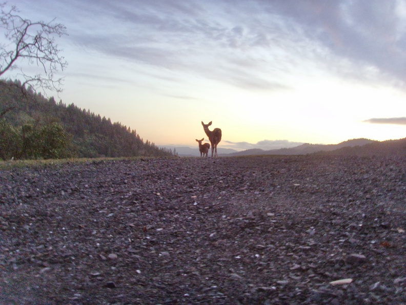 082) Sunset & Deer.jpg