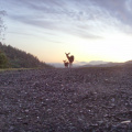 082) Sunset & Deer