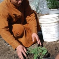 Ajahn Sek tending a new plant