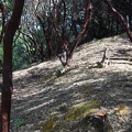 The hillside after clearance
