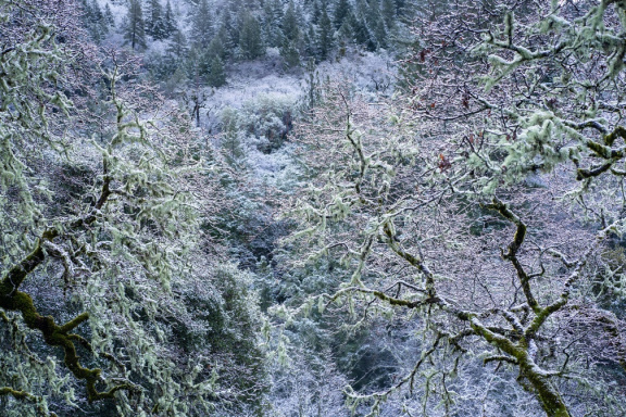 Oak trees in snow.