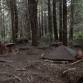 Stealth camping in a redwood grove off the highway