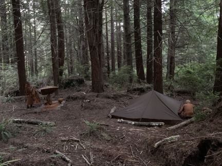 Stealth camping in a redwood grove off the highway