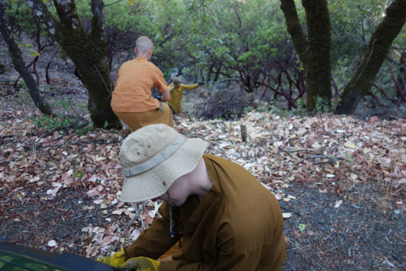 Forestry Work