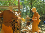 Forestry Work
