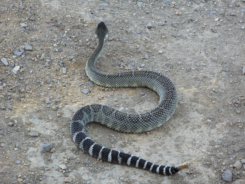 rattlesnake 02